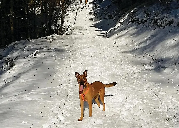 펜션 With Fireplace I *